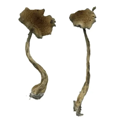 Dried alacabenzi mushrooms with thick stems and tan caps